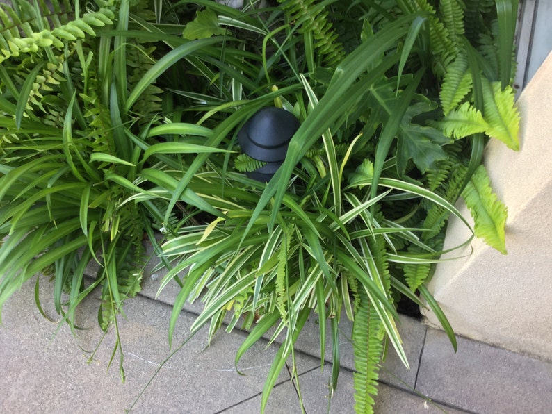 Air purifier Easy to grow houseplant Solid green andor Variegated Spider Plant Set of 2 Rooted and Various Sizes Sent bare root