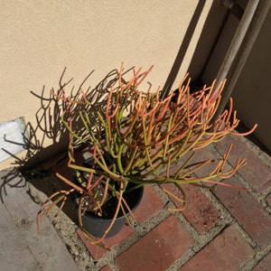 Pencil Plant RED Fire-sticks, Rooted plant for Fairy Gardens, Shade and Drought Tolerant, Various sizes, Minimalist and Easy to Grow bild 2
