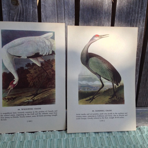 1950 CRANE Audubon Set of 2 Birds Book Plates - Set of 2- Color Art Plate Lithograph -- Whooping Crane & Sandhill Crane