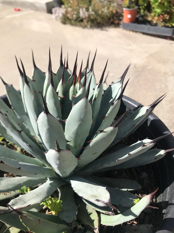 Agave Macroacantha, Little Penguins, Rooted and Healthy, 5 Gallon Size -  Etsy