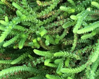 Watch Chain, Crassula, Rooted Succulent, Grows to 10-12” Wide, Cute Bright Green Branching plant with Small leaves