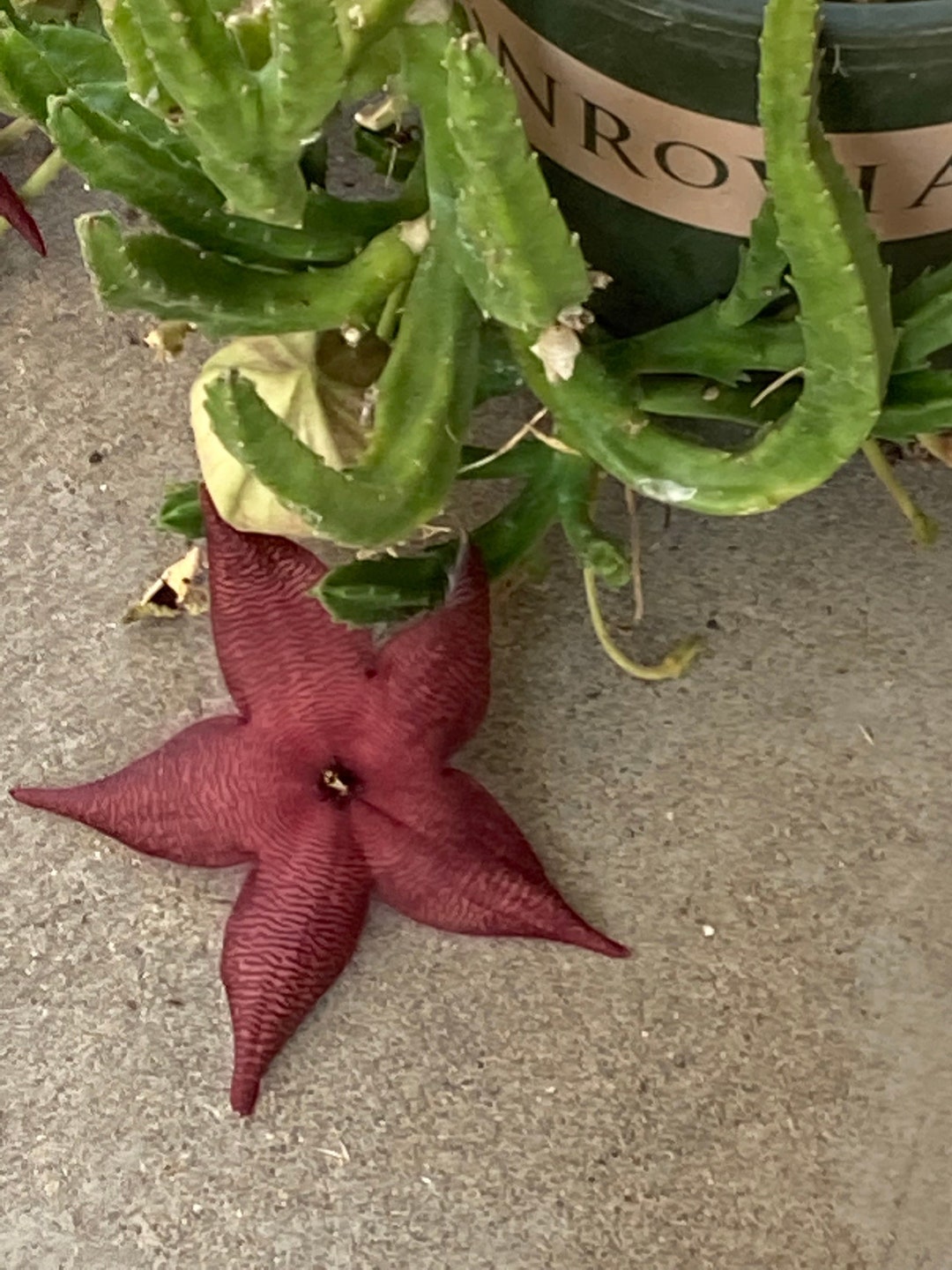 Starfish Flower Stapelia Orbea Cuttings Drought Tolerant - Etsy