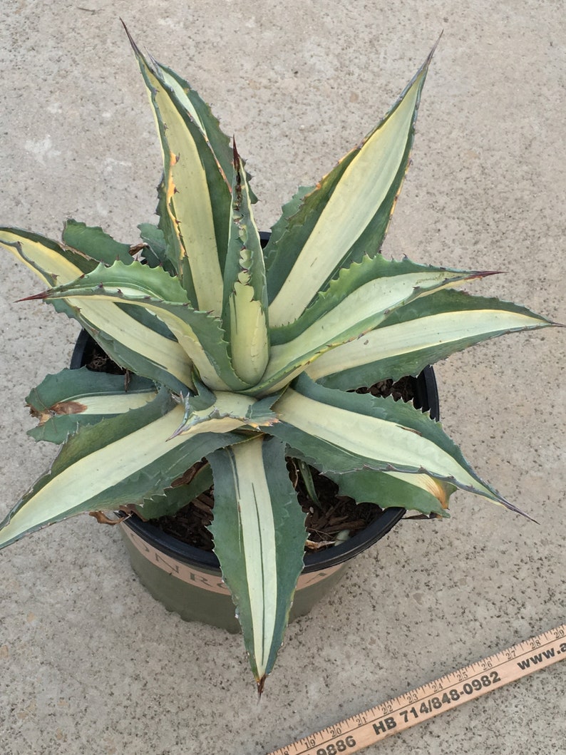 LARGER Tuxedo Agave Medio Picta Alba Variegated Plant
