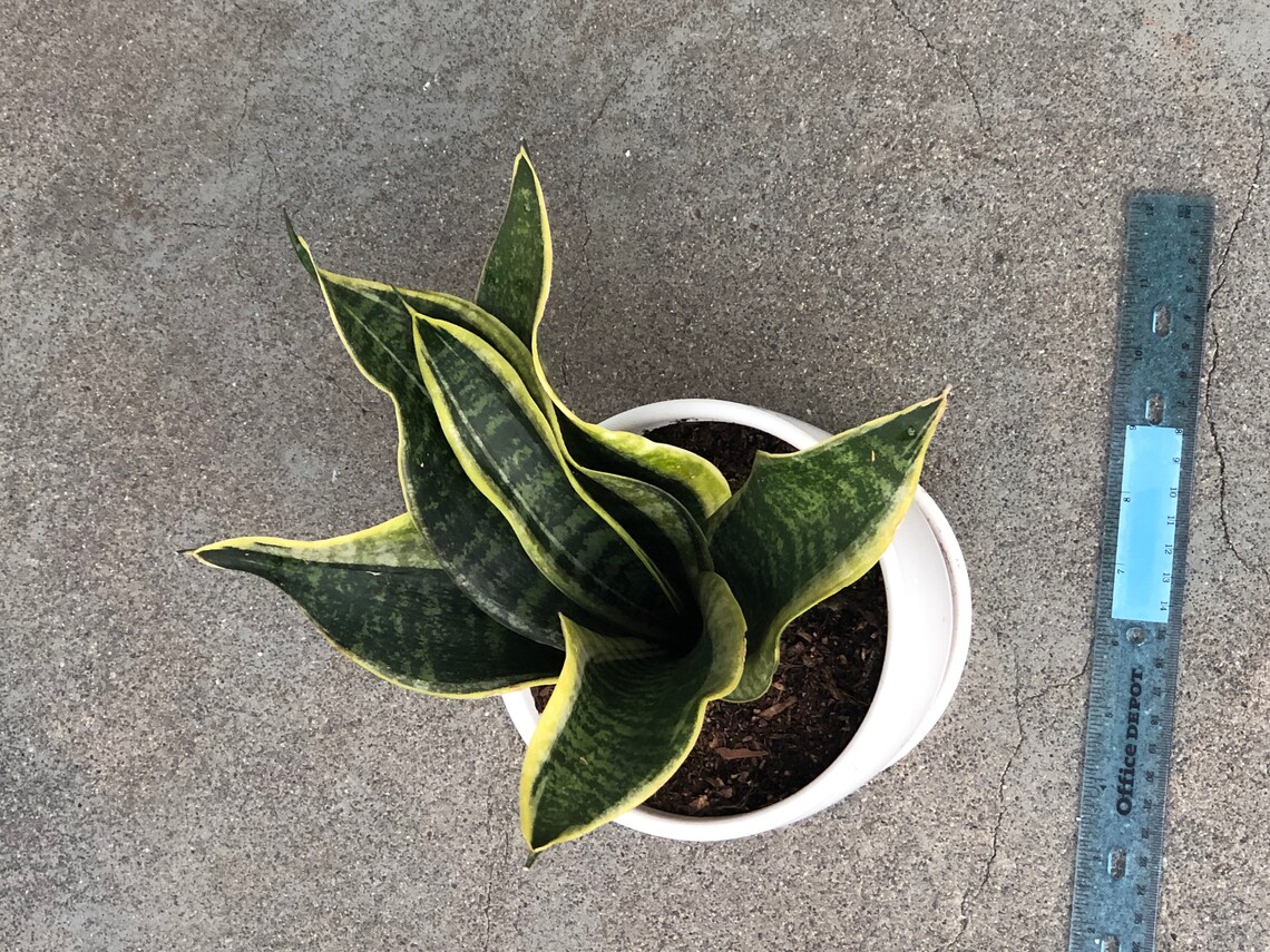 Snake Plant Sansevieria Trifasciata NASA Approved Air Etsy