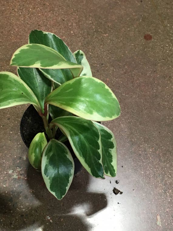 Пеперомия obtusifolia variegata