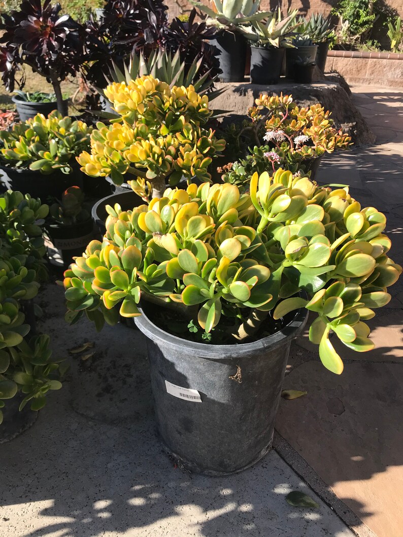 Crassula Sunset Mature JADE plant Larger 5 Gallon 12 wide