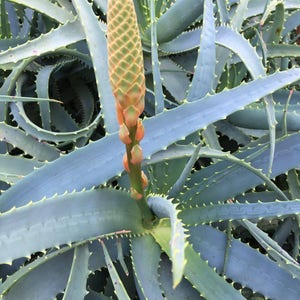 Aloe arborescens, ROOTED, 1 2 Gallon size, Mother Plant shown, our largest growing, health promoting Krantz and Tree aloe image 3