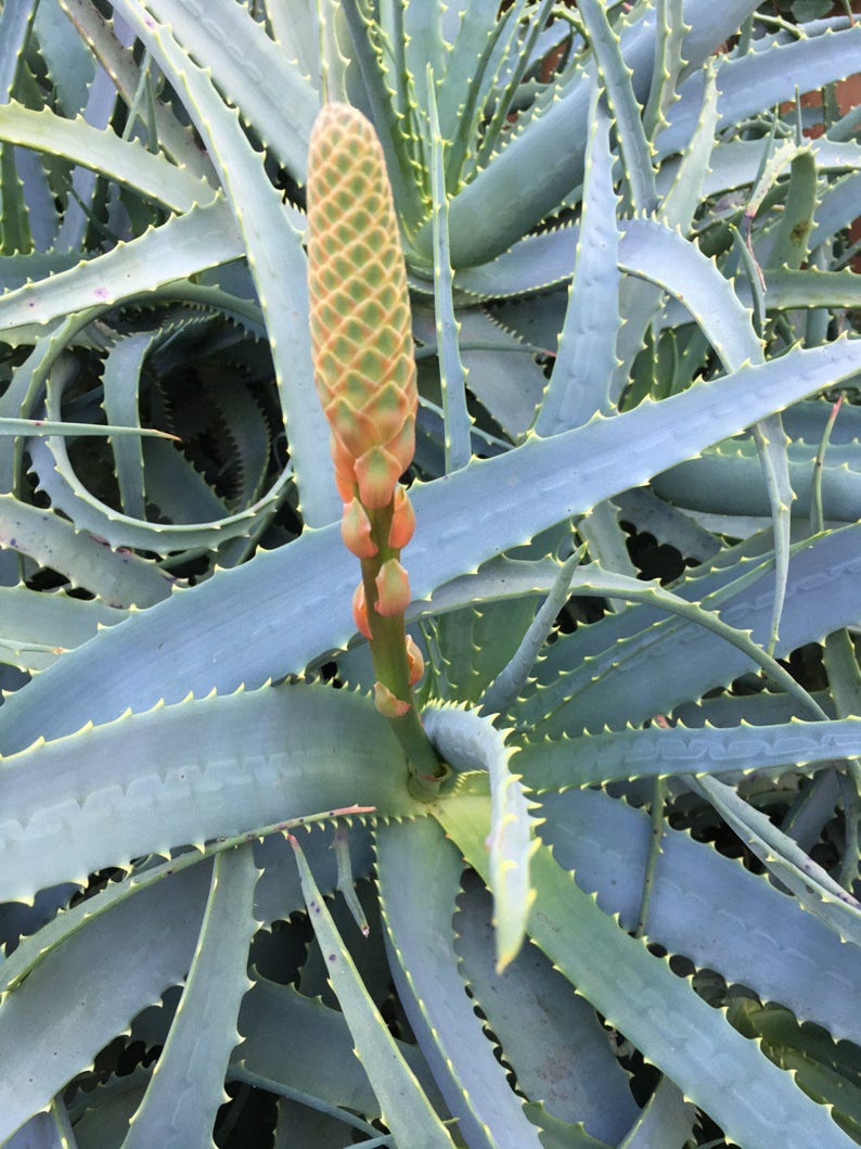 Aloe arborescens, ROOTED, 1 2 Gallon size, Mother Plant shown, our largest growing, health promoting Krantz and Tree aloe image 3