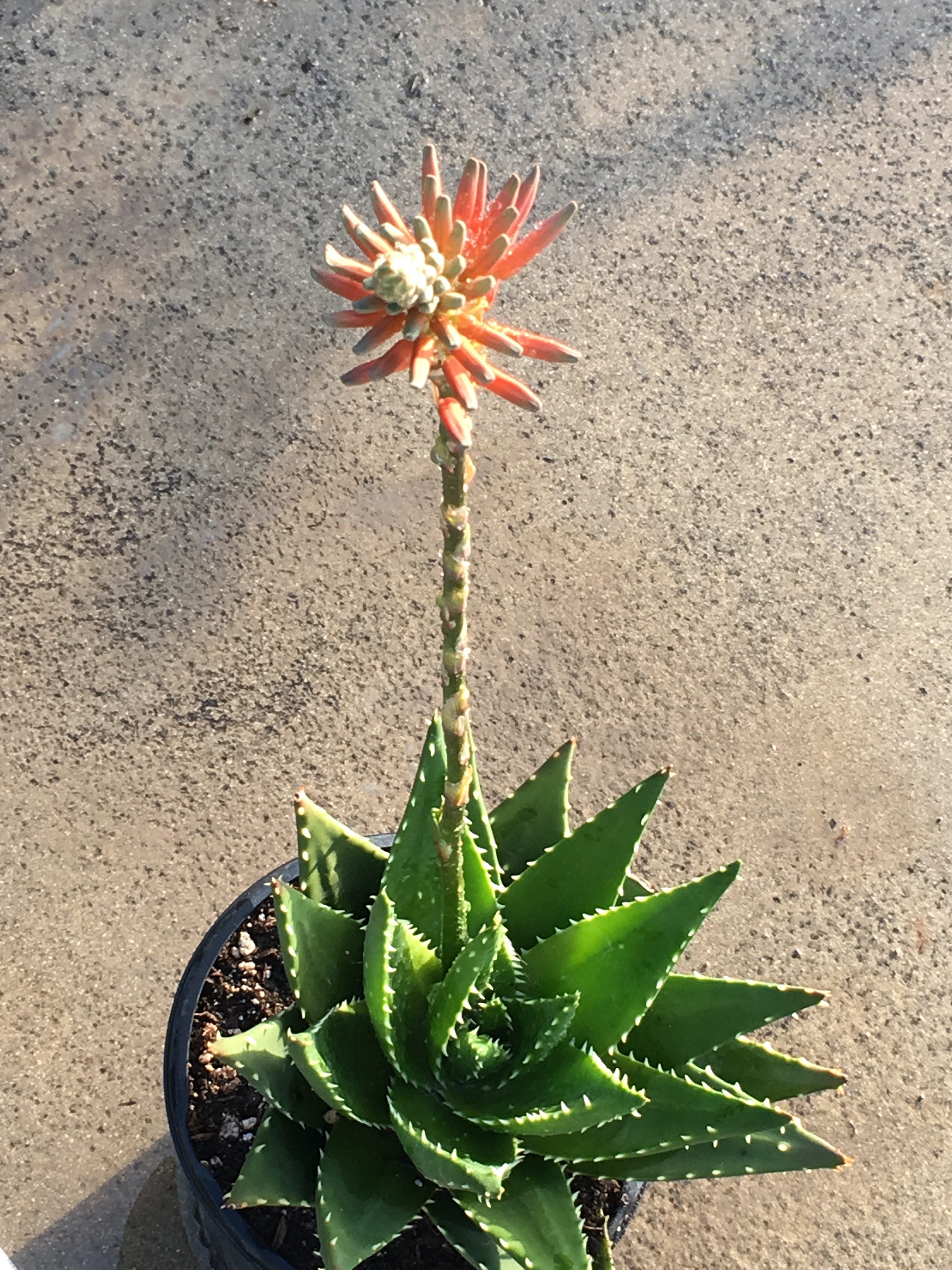 Aloe Gold Tooth LARGER 1 & 2 gal size Aloe nobilis Shade | Etsy