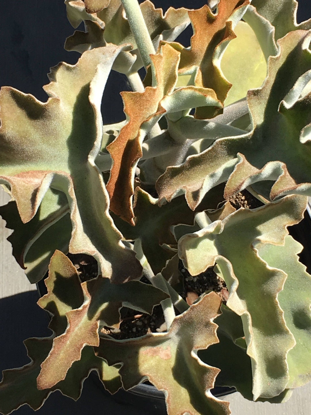 SINGLE LEAF Rooted, African Felt Bush Snowflake Copper Kalanchoe