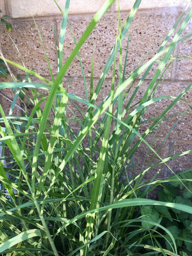 Zebra Grass Seeds & Rooted Plant Plant fits 3 size pot Pack Etsy