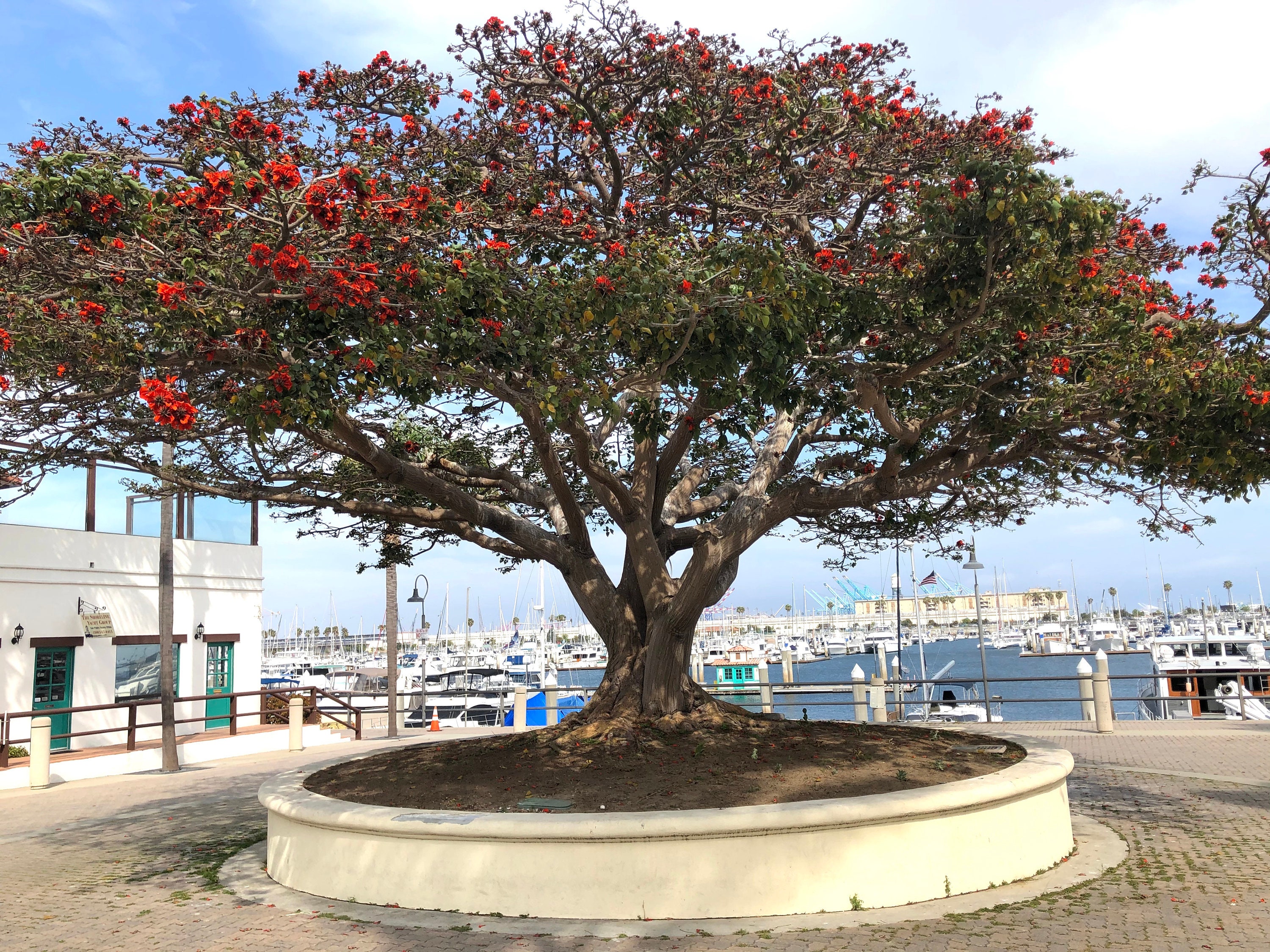 Como Podar Una Palmera Para Que No Crezca En Altura SEEDS Coral Trees produce hermosas flores de color rojo - Etsy México