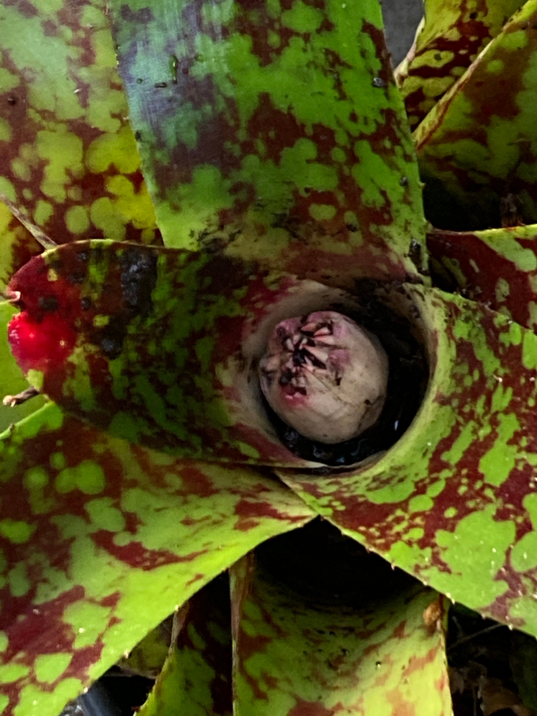 Set of 2 Bromeliads 'aztec' Shade Tolerant Red Speckles on Green Leaves ...