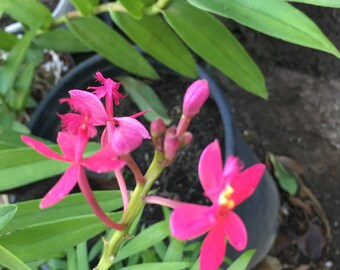 Orchid Plant, Set of 2,  Epidendrum Reed Stem,  Pink Blooms Very Tall & Flowy, Drought Resistant, Perennial Orchid, Rooted and healthy