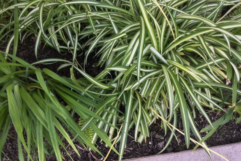 Air purifier Easy to grow houseplant Solid green andor Variegated Spider Plant Set of 2 Rooted and Various Sizes Sent bare root