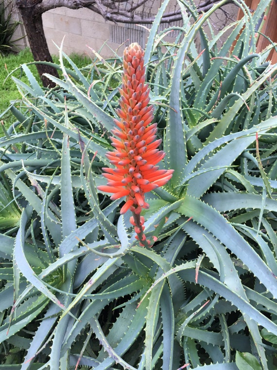 Aloe 8 LEAF CUTTINGS From 15 Year Old Aloe Arborescens, Mother Plant Shown,  Our Largest Growing, Health Promoting Aloe - Etsy