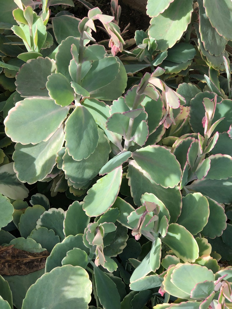 Kalanchoe Aurora Borealis Succulent Bloomer Coral Pink | Etsy