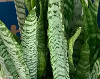 Snake Plant Sansevieria trifasciata, 12-16" Variegated NASA approved, Aka Mother in Laws Tongue, Rooted, healthy & easy to grow!