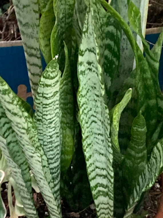 Snake Plant Sansevieria Trifasciata, 12-16" Variegated NASA Approved, Aka  Mother in Laws Tongue, Rooted, Healthy & Easy to Grow! - Etsy Denmark