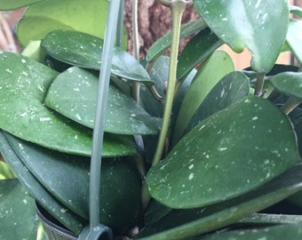 Hoya obovata Leaf Rooted, Set of Two (2), Wax-flower, Hoya Shade Plant, trailing vine with a beautiful rounded flower!