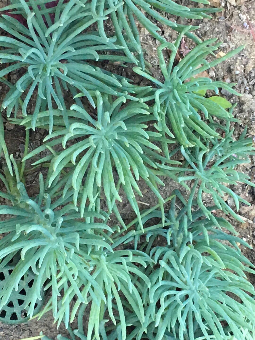 Blue Pickle Bush, Long Multi Fingered Leaves, Various Sizes, Fire