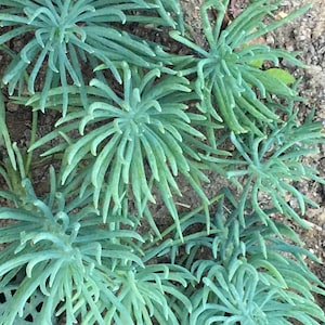 May include: Close-up of several clusters of blue-green succulent plants. Each cluster has multiple thin, needle-like leaves radiating from a central point. The plants are set against a backdrop of brown soil, creating a natural, earthy aesthetic.