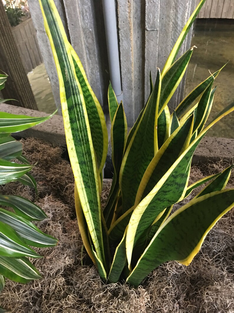 Snake Plant Sansevieria 1216 Green or Variegated NASA Etsy