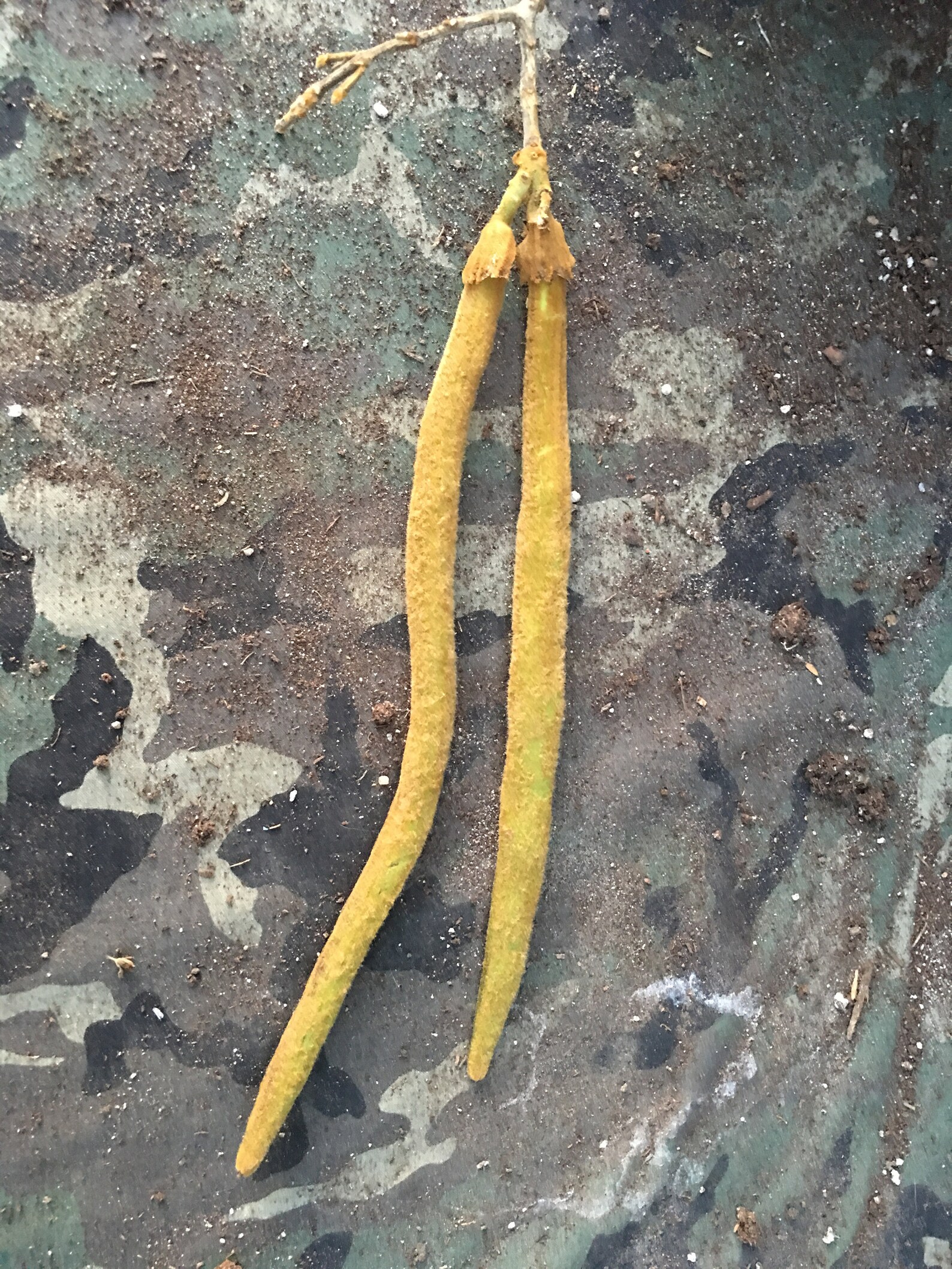 Golden Trumpet Tree Seeds Set of 25 Native to the Americas Etsy