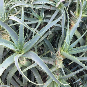 Aloe arborescens, ROOTED, 1 2 Gallon size, Mother Plant shown, our largest growing, health promoting Krantz and Tree aloe image 7