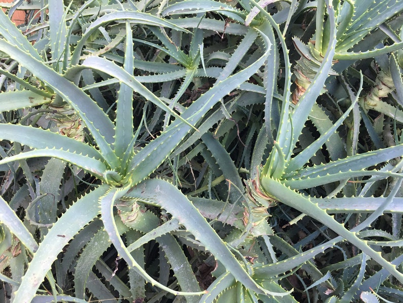 Aloe arborescens, ROOTED, 1 2 Gallon size, Mother Plant shown, our largest growing, health promoting Krantz and Tree aloe image 7