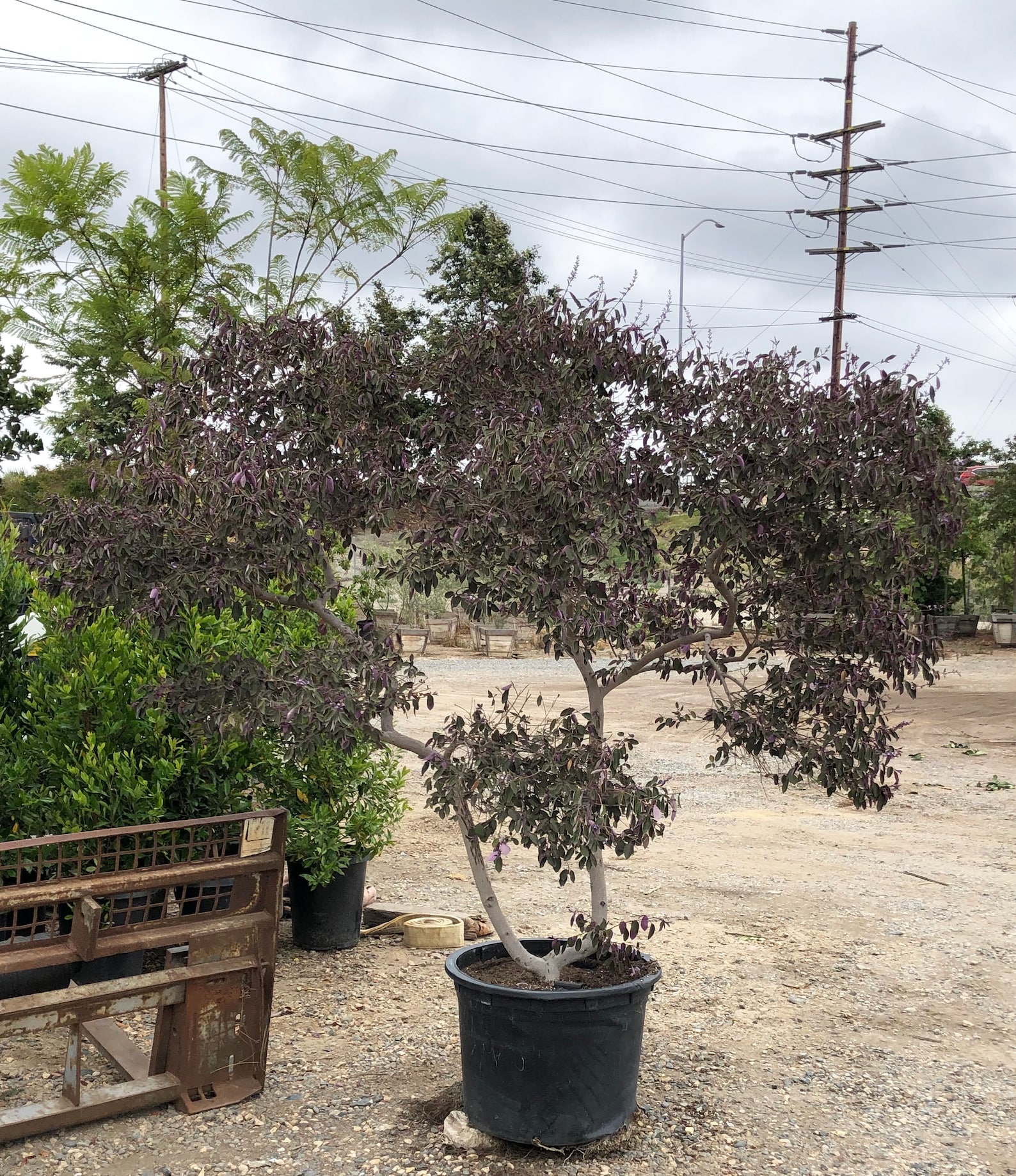 Vitex Trifolia Fascination Arabian Lilac Shrub Tree Live | Etsy
