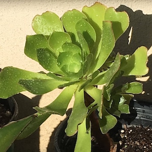 Aeonium Canariense, Velvet Rose, Bouquet, Green Rosette edged in red, Rooted and Healthy, Drought Resistant easy to grow, live succulent
