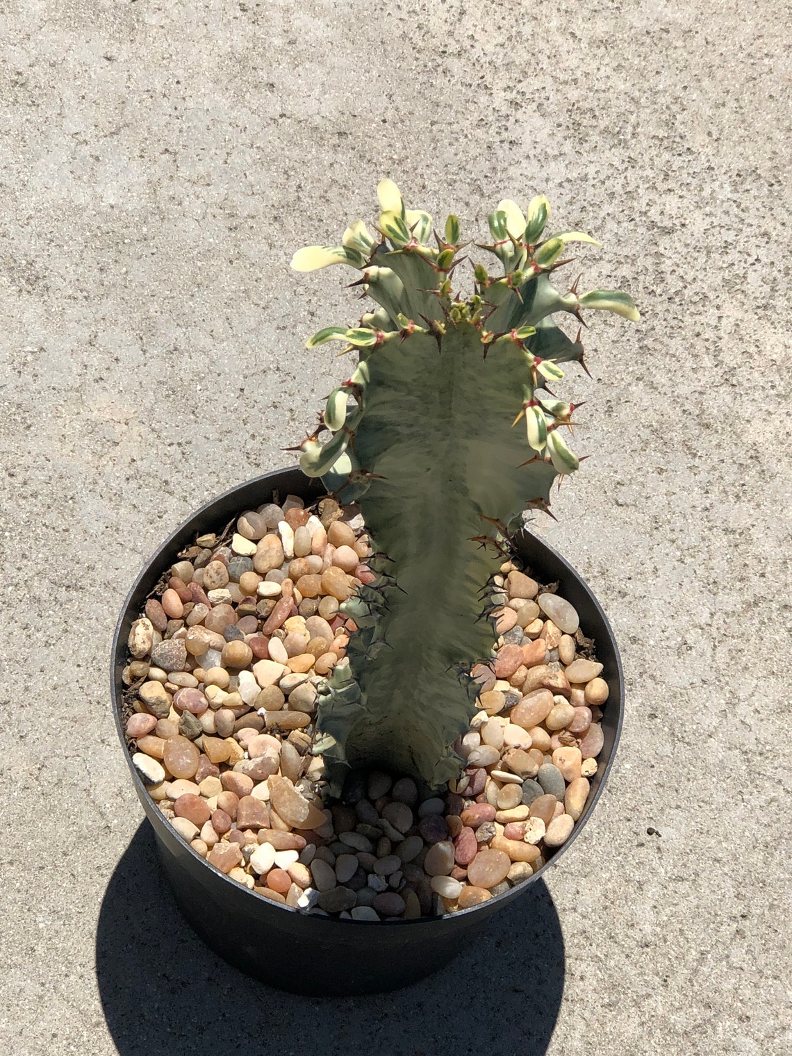 African Golden Candelabra Cactus 12 tall Euphorbia Amman Etsy