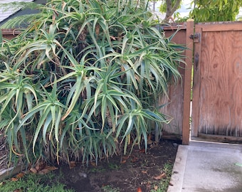 Aloe 8 LEAF CUTTINGS from Adult 15 Year Old Aloe arborescens, Mother Plant shown, our largest growing, health promoting aloe