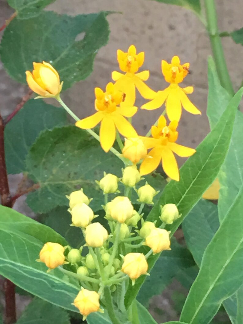 SEEDS Butterfly Milkweed Various Colors Perennial to 3' Etsy