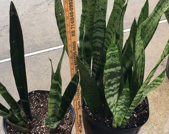 Snake Plant Sansevieria Variegated,NASA approved to clean air, Aka Mother in Laws Tongue, Rooted and Easy to grow! Patio plant 12-16" tall