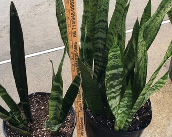 Snake Plant Sansevieria Variegated,NASA approved to clean air, Aka Mother in Laws Tongue, Rooted and Easy to grow! Patio plant 12-16&quot; tall