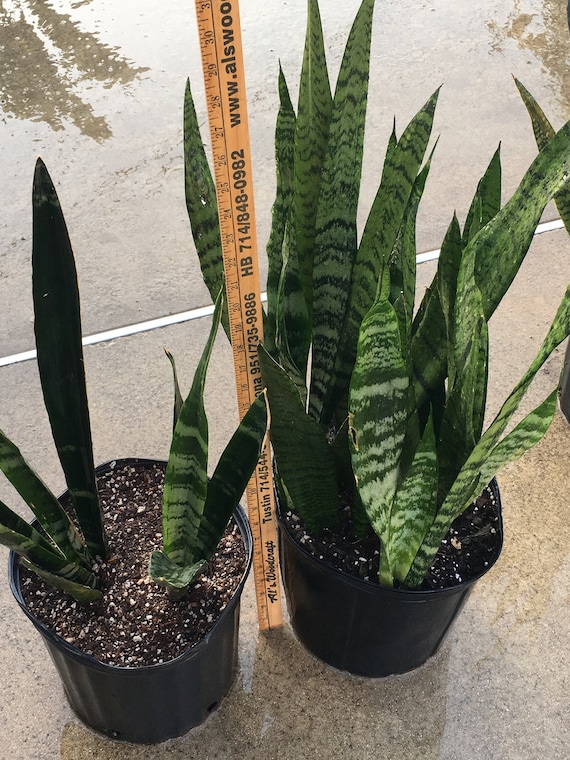 Snake Plant Sansevieria Variegated,nasa Approved to Clean Air, Aka Mother  in Laws Tongue, Rooted and Easy to Grow! Patio Plant 12-16" Tall - Etsy  Denmark