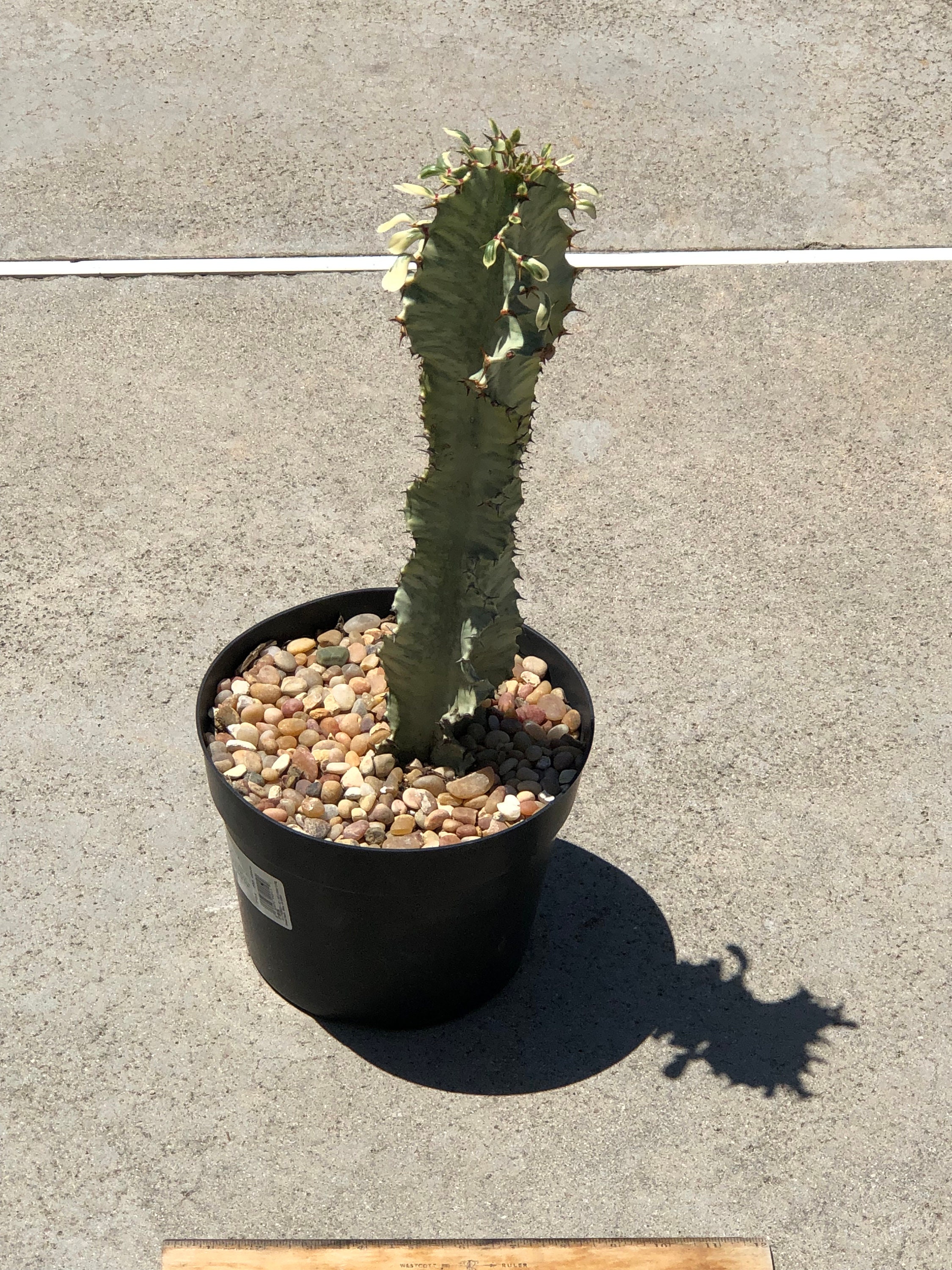 African Golden Candelabra Cactus 12 tall Euphorbia Amman Etsy