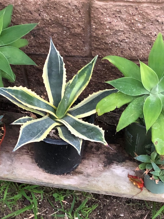 Agave Americana Variegata, Various Sizes, Various Sizes, Beautiful Focal  Point, Drought Resistant & Sturdy Succulent :) - Etsy