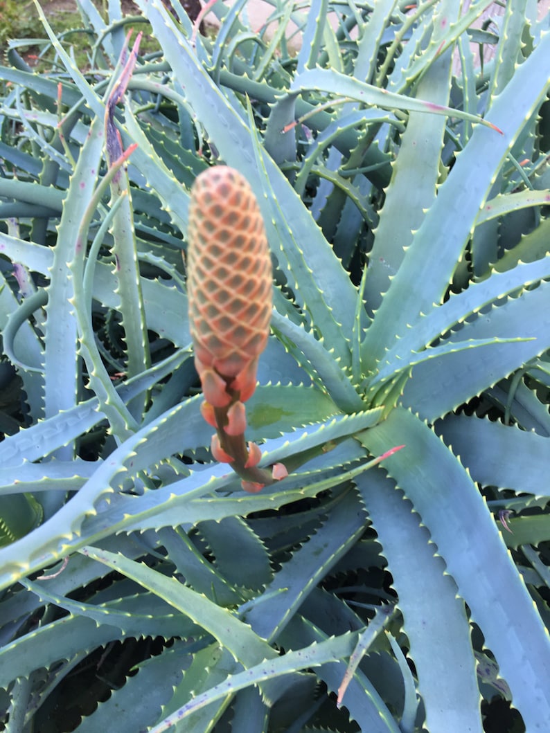 Aloe arborescens, ROOTED, 1 2 Gallon size, Mother Plant shown, our largest growing, health promoting Krantz and Tree aloe image 2