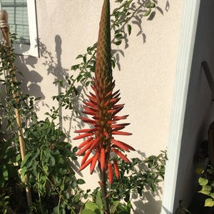 Aloe arborescens, ROOTED, 1 2 Gallon size, Mother Plant shown, our largest growing, health promoting Krantz and Tree aloe image 10