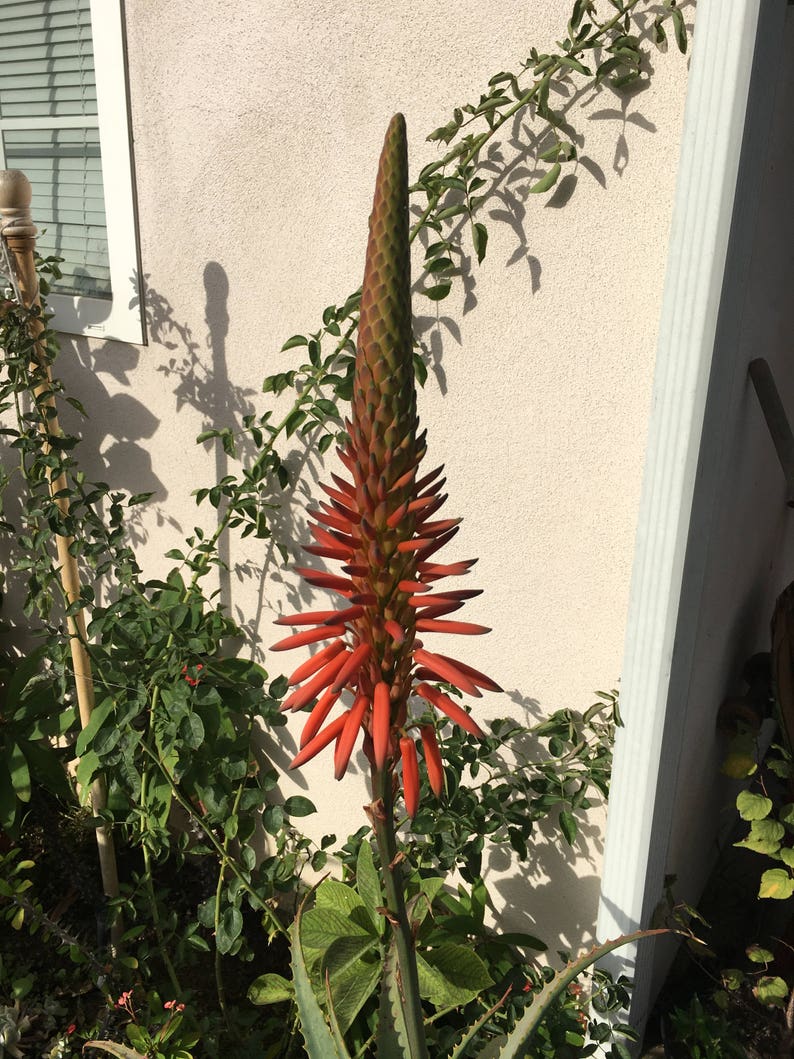 Aloe arborescens, ROOTED, 1 2 Gallon size, Mother Plant shown, our largest growing, health promoting Krantz and Tree aloe image 10