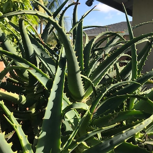 Aloe arborescens, ROOTED, 1 2 Gallon size, Mother Plant shown, our largest growing, health promoting Krantz and Tree aloe image 5