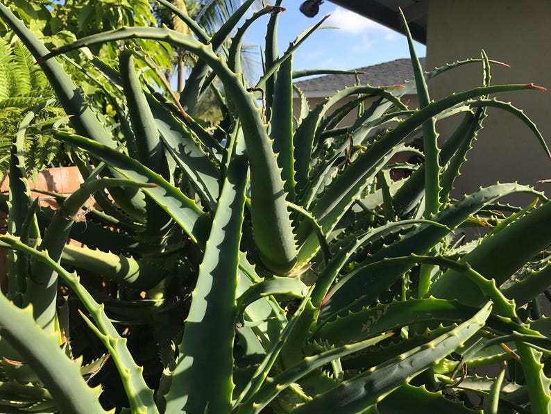 Aloe arborescens, ROOTED, 1 2 Gallon size, Mother Plant shown, our largest growing, health promoting Krantz and Tree aloe image 5