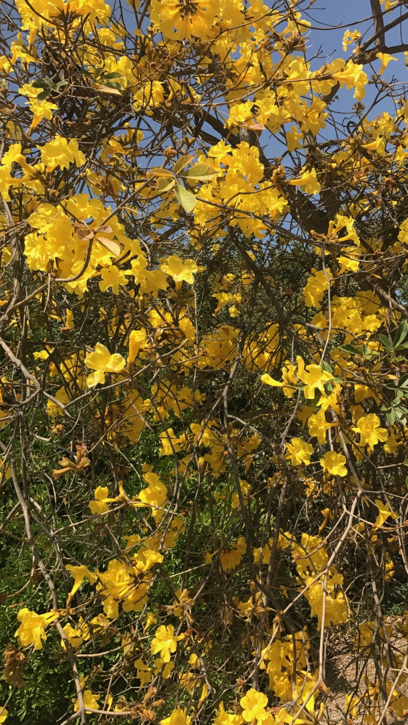 Golden Trumpet Tree Seeds Set of 25 Native to the Americas Etsy