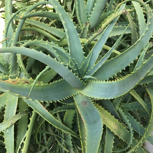 Aloe arborescens, ROOTED, 1 2 Gallon size, Mother Plant shown, our largest growing, health promoting Krantz and Tree aloe image 4