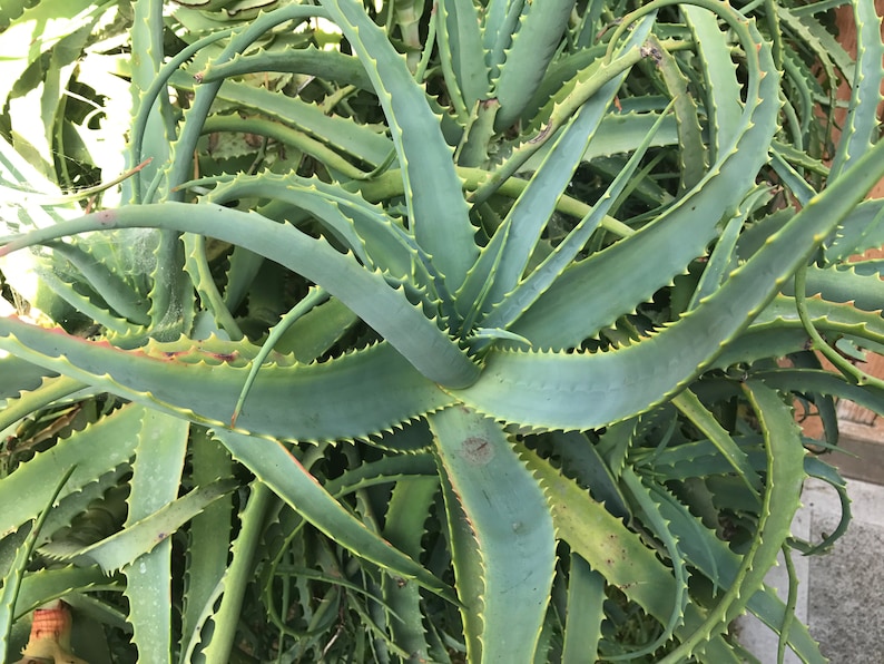 Aloe arborescens, ROOTED, 1 2 Gallon size, Mother Plant shown, our largest growing, health promoting Krantz and Tree aloe image 4