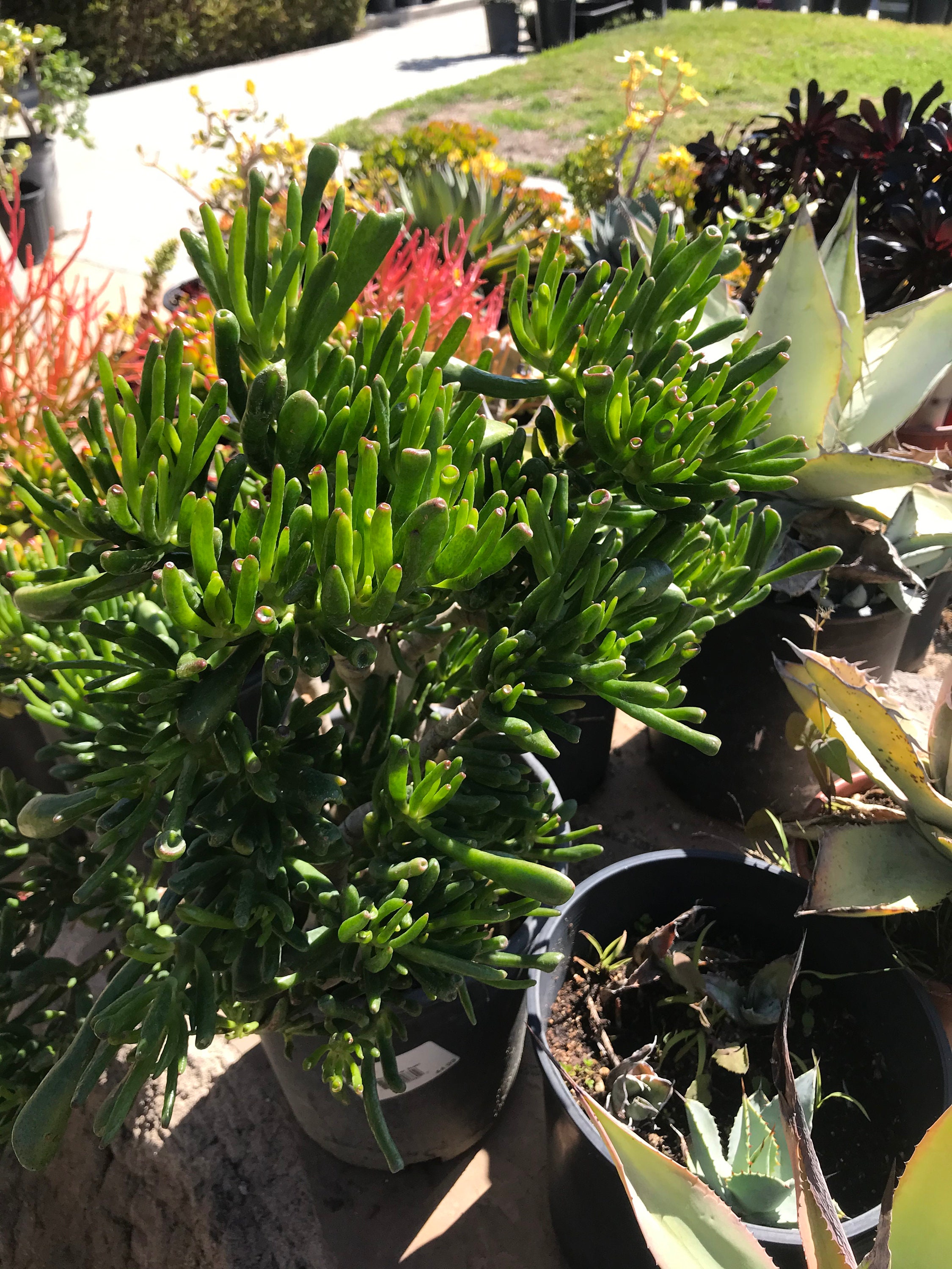 Ogres Ears Succulent Care