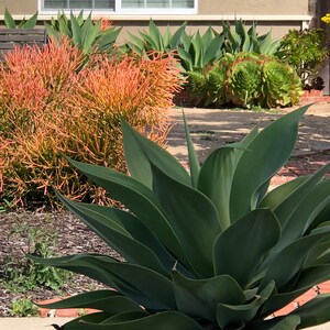 Pencil Plant RED Fire-sticks, Rooted plant for Fairy Gardens, Shade and Drought Tolerant, Various sizes, Minimalist and Easy to Grow bild 7